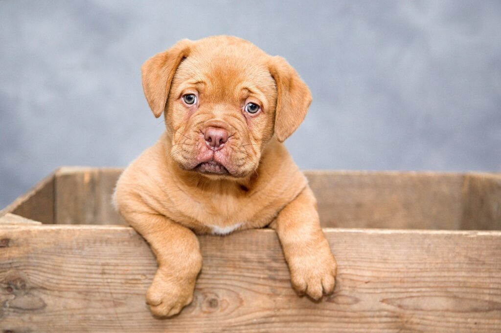 puppy, nature, dog, pet, cute, brown dog, purebred, dog breed, portrait, dog portrait, mammal, animal, domestic, domestic dog, canine