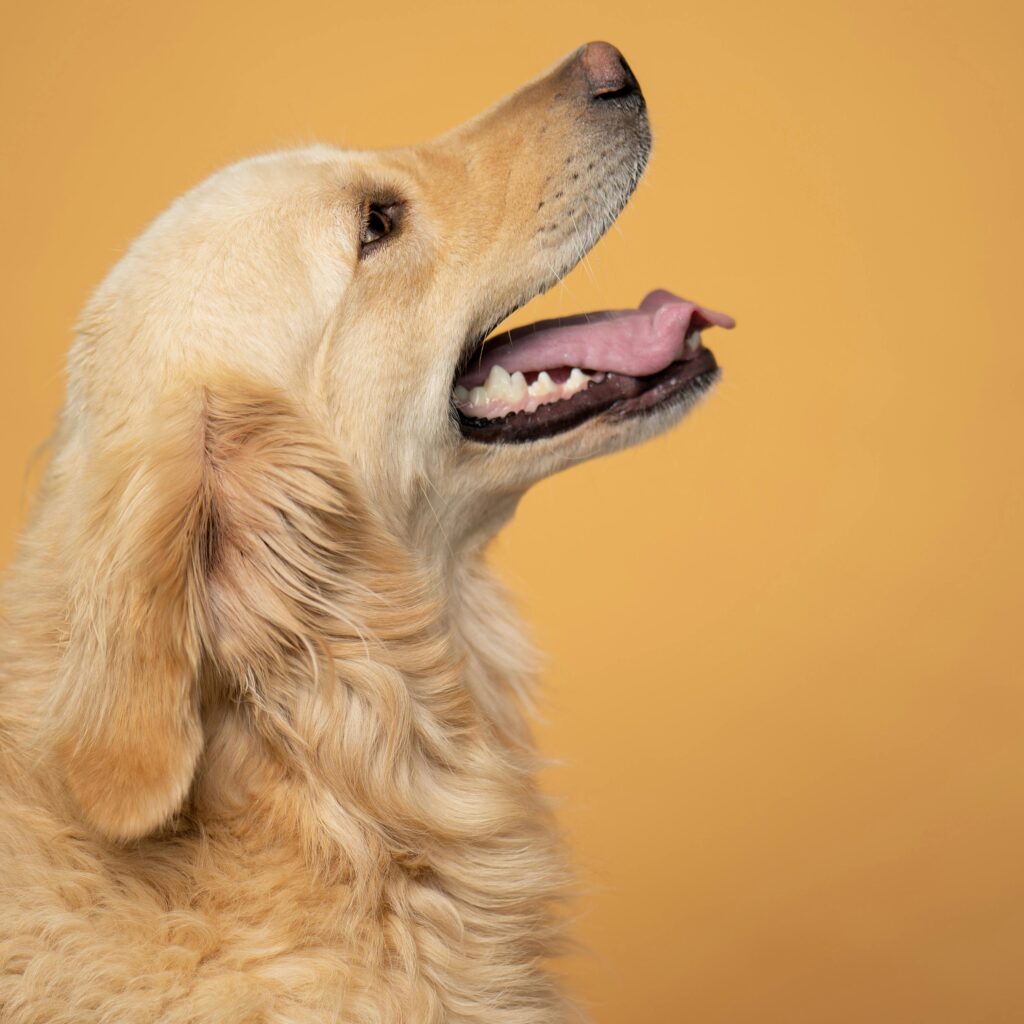 Charming golden retriever gazes upward, side profile on a warm yellow backdrop.
