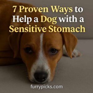 Dog with a sensitive stomach lying down and looking uncomfortable – digestive issues in dogs (FurryPicks.com)