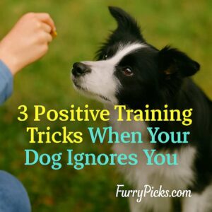 Dog learning a command with a treat – positive reinforcement when dog ignores you