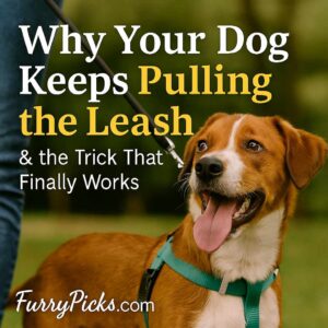 dog pulling the leash